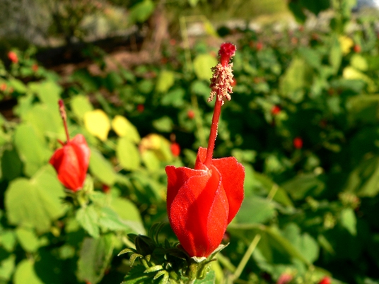 {Malvaviscus drummondii}